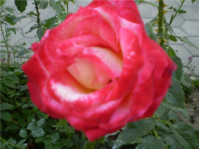 ruža čajevka